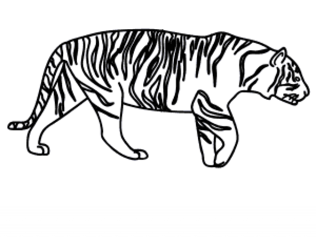 640x480 Drawn Tiger Drawing