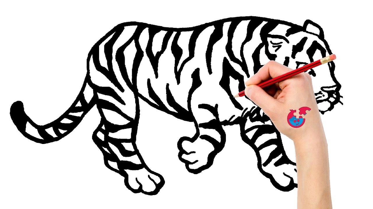 Siberian Tiger Drawing | Free download on ClipArtMag