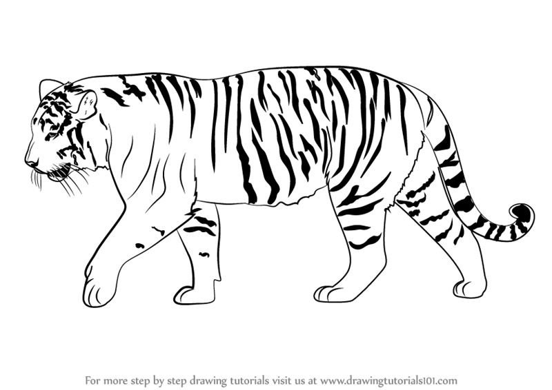 800x566 Learn How To Draw A Siberian Tiger