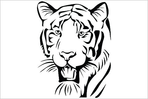 480x320 Printable Tiger Pictures Tiger Without Stripes Coloring