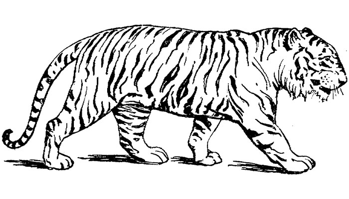 700x400 Tiger Drawing