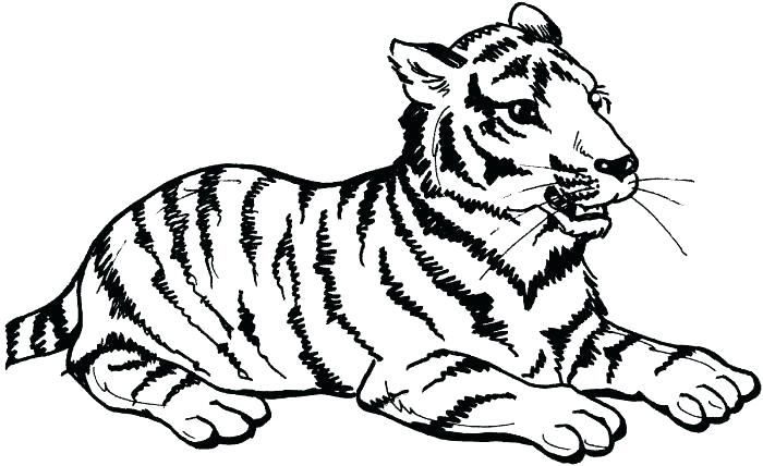 700x428 Tiger Outline Coloring Pages Online Coloring Pages Siberian Tiger