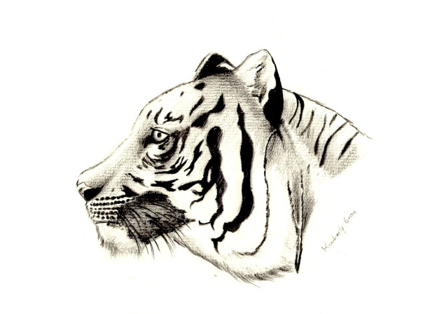 624x448 Tiger Profile Pencil Drawing Red Moth Art