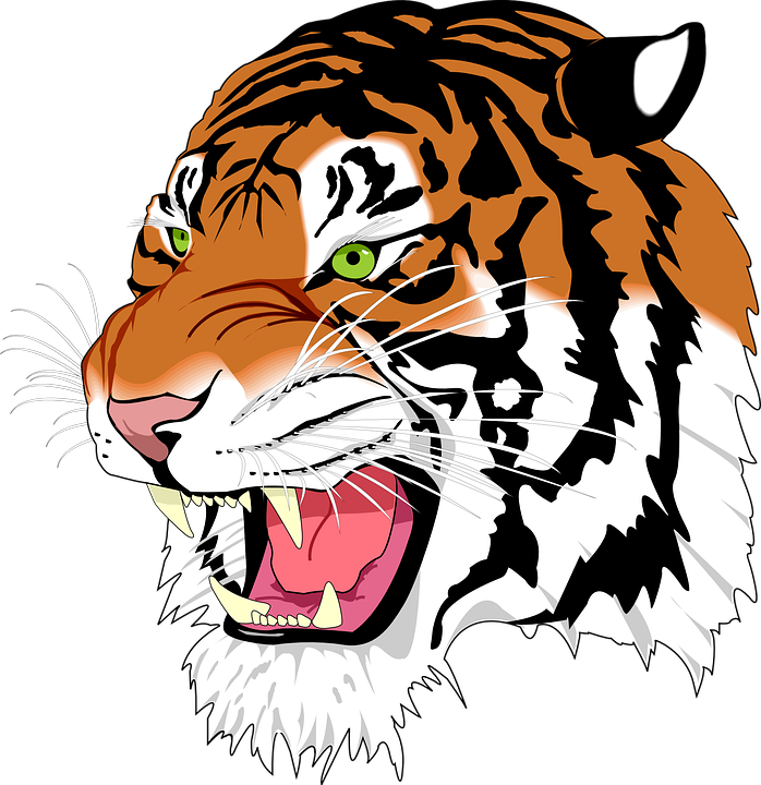 698x720 Tigers Drawing Sumatran Tiger Transparent Png Clipart Free