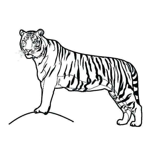 600x600 Siberian Tiger Coloring