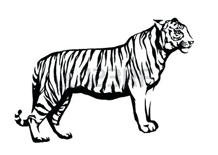 450x320 Drawing Of A Tiger Drawing Tiger Face