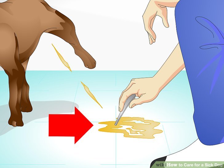 728x546 How To Care For A Sick Dog