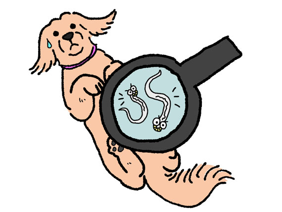 570x428 how to treat tapeworms in dogs how to treat tapeworms in cats