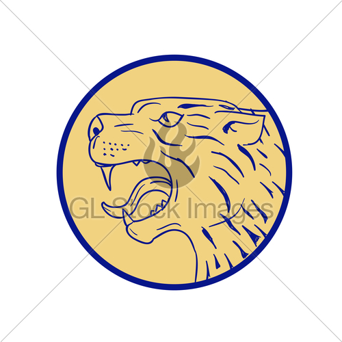 500x500 Scottish Wildcat Head Side Drawing Gl Stock Images