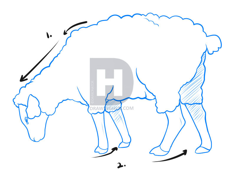 766x591 How To Draw A Sheep, Step