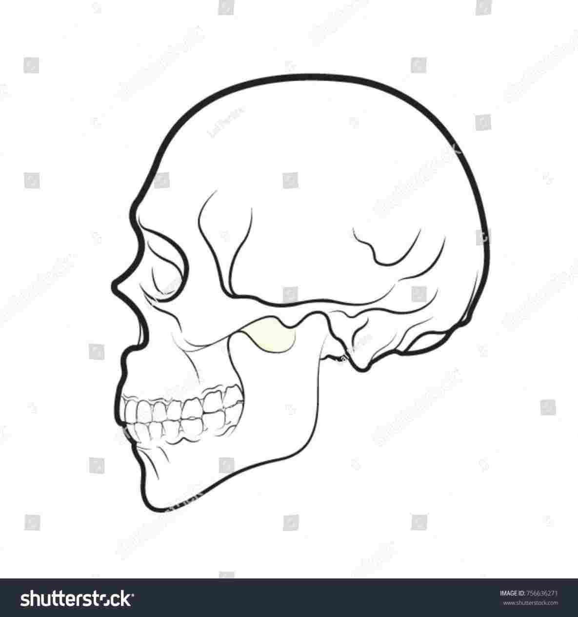 1185x1264 Drawing Of A Skeleton Face Side View