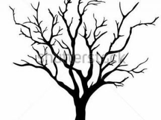 320x240 How To Draw A Leafless Tree Image Result For Leafless Tree