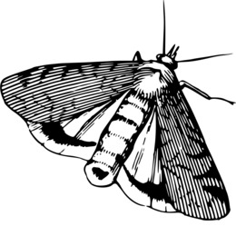 260x260 Download Drawing Of A Silkworm Clipart Silkworm Drawing Butterfly