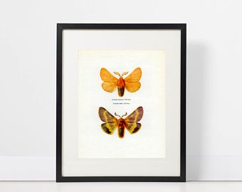340x270 Silkworm Moth Etsy