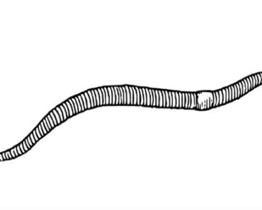 370x297 Worm Drawing Archives