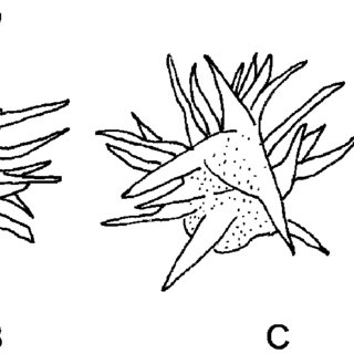 320x320 Drawings Of Four Plants From The Lectotype Of Ephemerum Stellatum