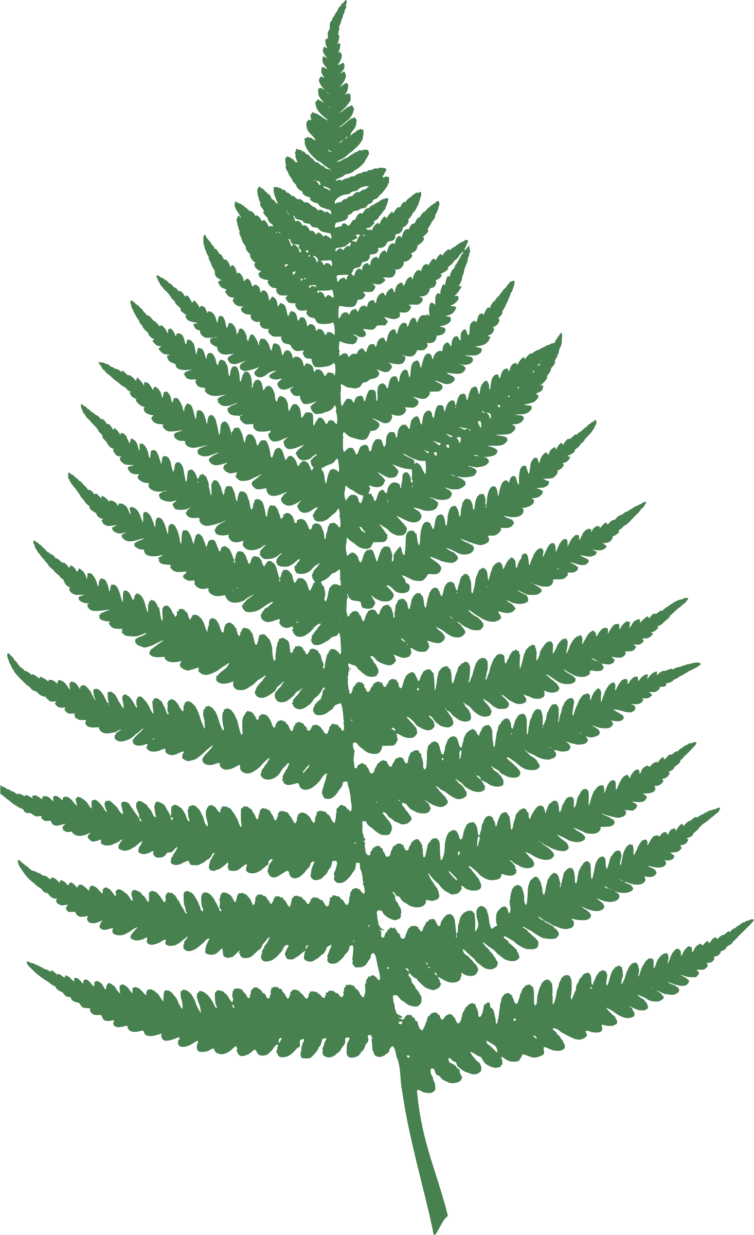 1466x2400 Collection Of Free Fern Drawing Minimalist Download On Ui Ex