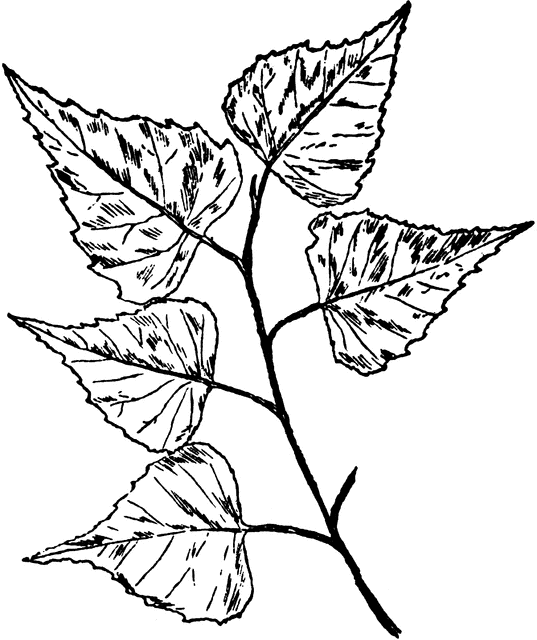 537x640 leaf drawing silver birch for free download