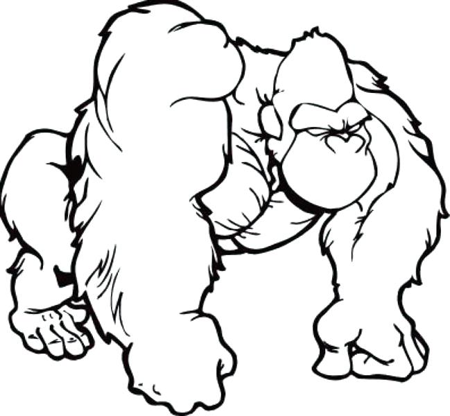 Silverback Gorilla Drawing