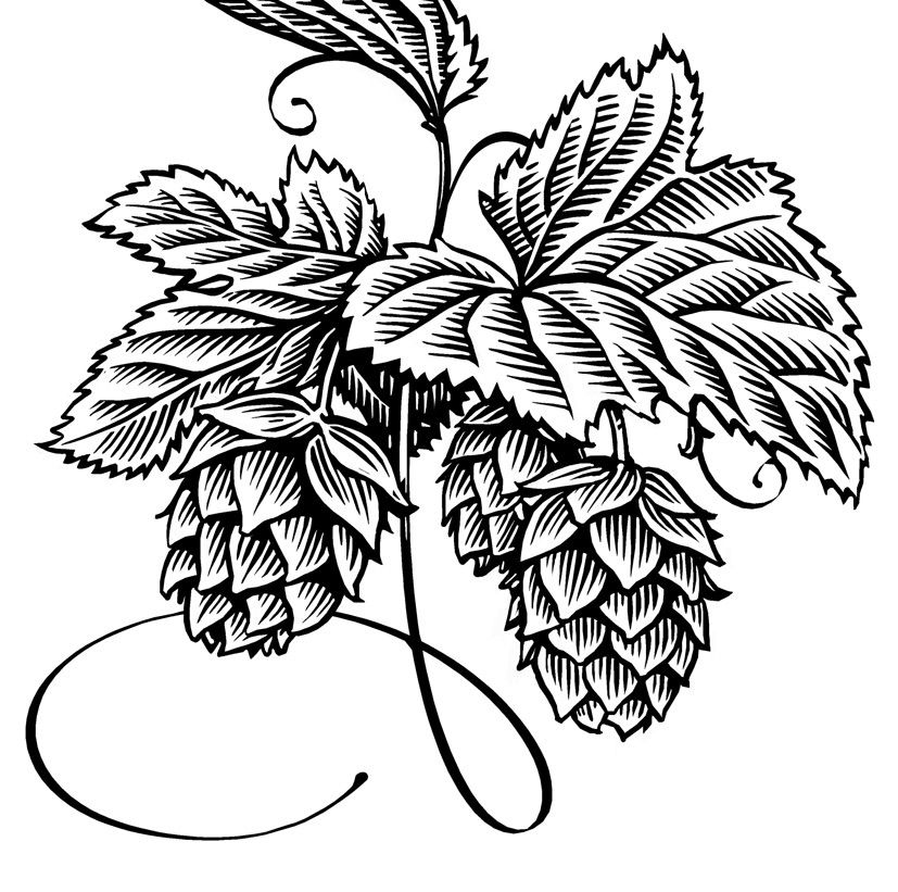 827x821 hops drawing hops drawing simon henshaw illustration