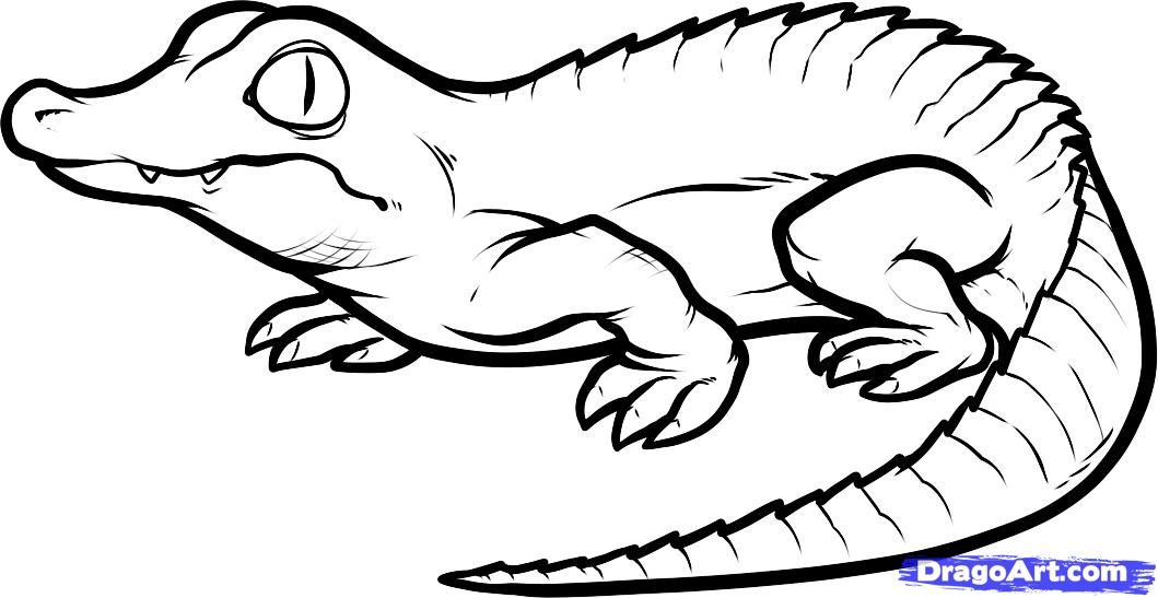 1059x547 How To Draw A Baby Crocodile, Baby Crocodile, Step