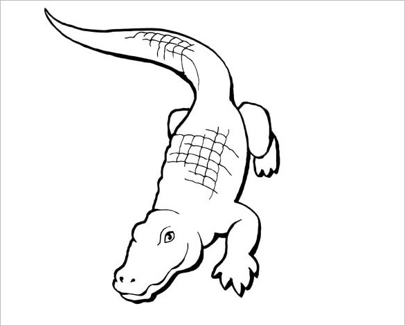 585x471 Alligator Template