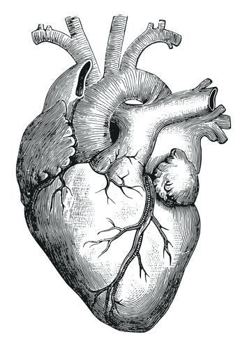 Simple Anatomical Heart Drawing | Free download on ClipArtMag