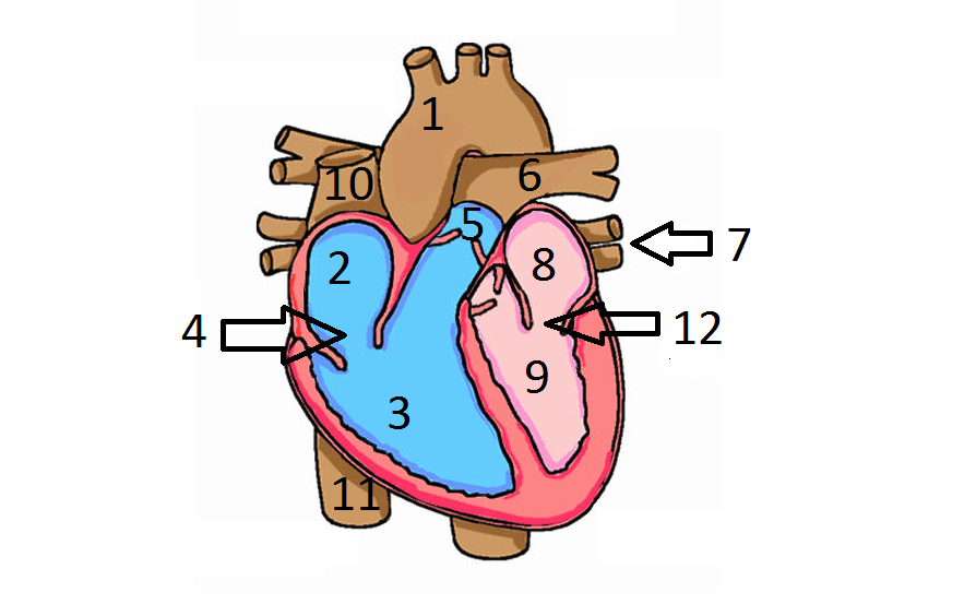 883x553 anatomy of heart and its function physiology human h on parts