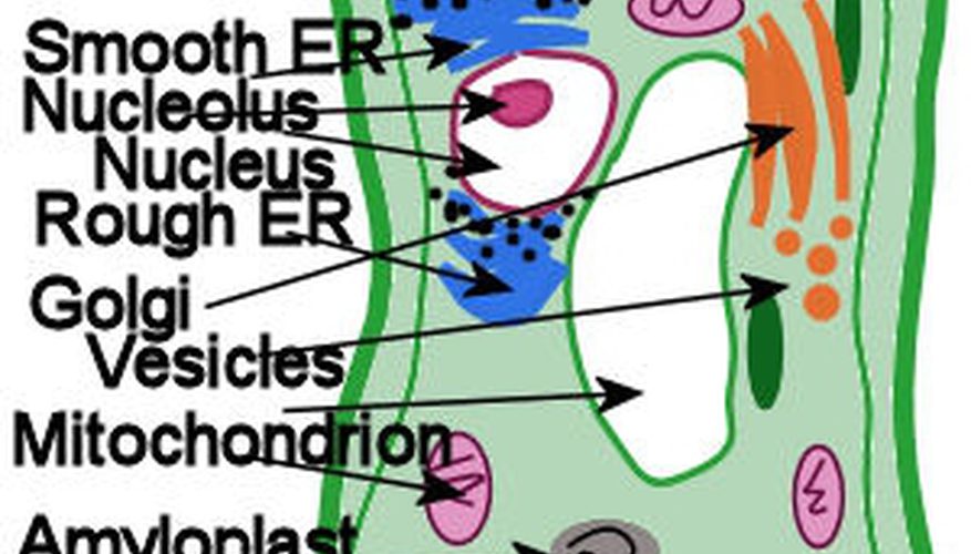 877x500 How To Make A Plant Cell Diagram Sciencing