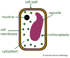 247x204 Image Result For Palisade Cell Model Animals