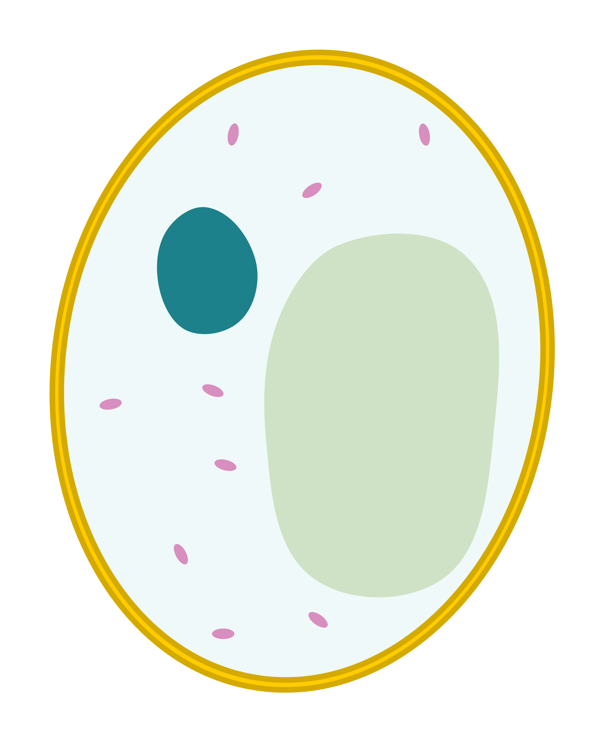Simple Animal Cell Drawing Free download on ClipArtMag