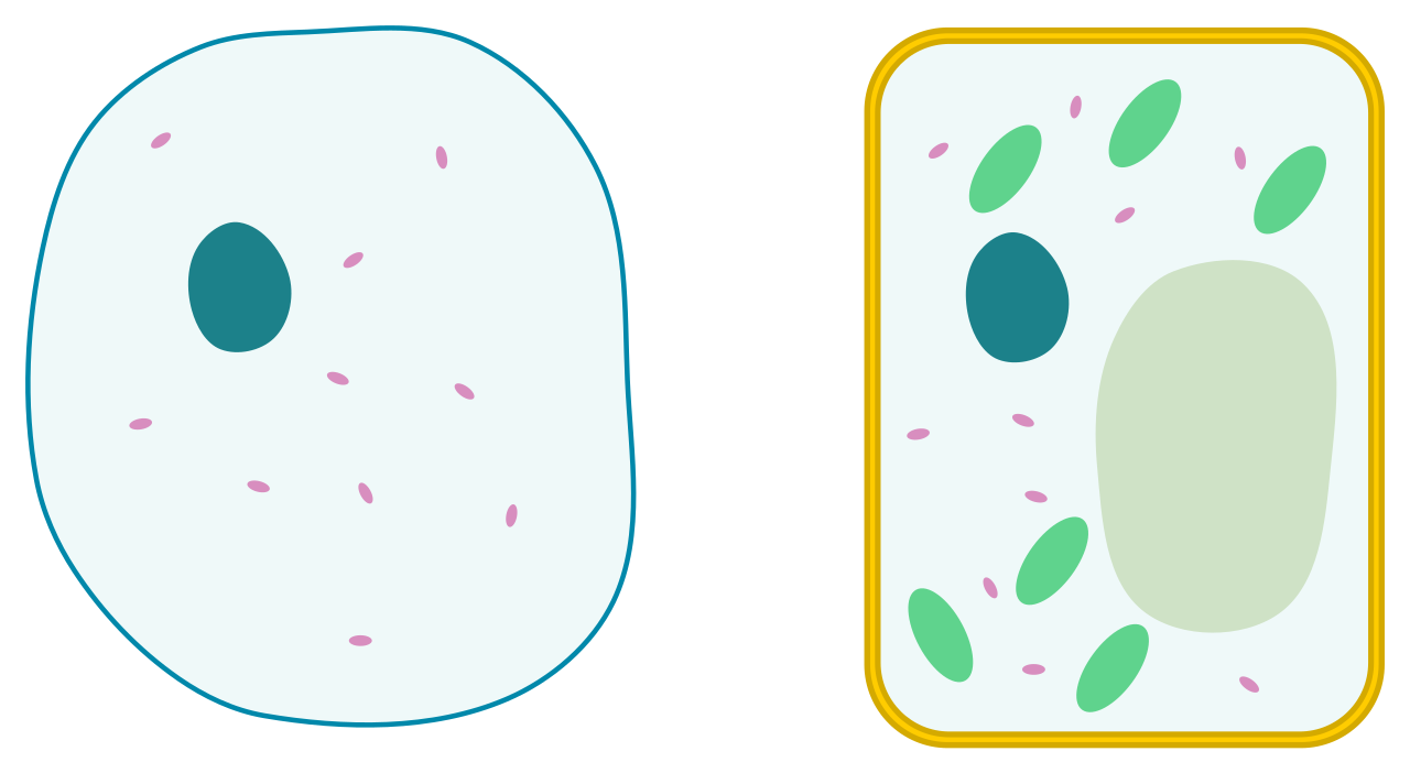 1280x702 Simple Animal Cell Drawings