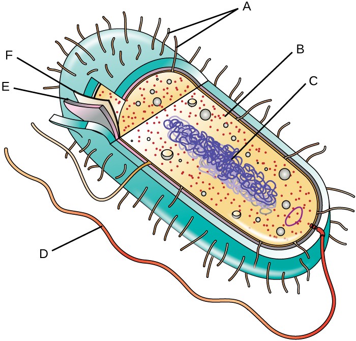 700x670 Unique Characteristics Of Prokaryotic Cells Microbiology