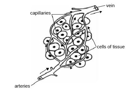 450x294 Anatomy And Physiology Of Animalscardiovascular Systemlood