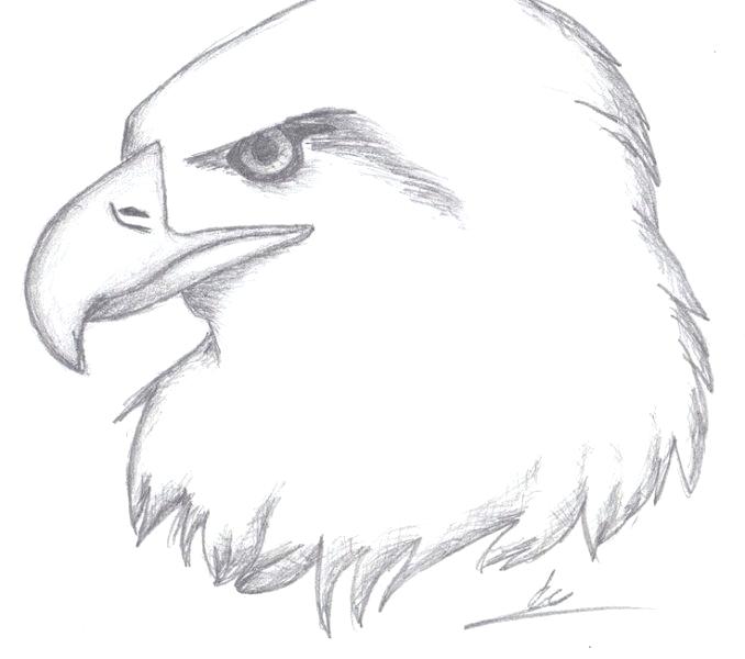 eagle pencil sketch - Saxena DK - Paintings & Prints, Animals, Birds, &  Fish, Birds, Hawks & Falcons - ArtPal