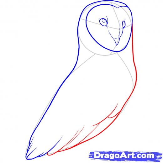 520x520 Step How To Draw A Barn Owl