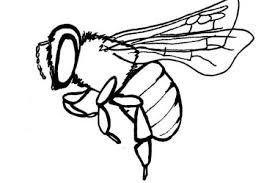 275x183 Image Result For Honey Bee Line Drawing Art In Flower