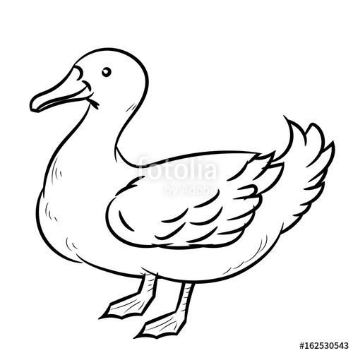 500x500 Line Drawing Of Duck Simple Line Vector Stock Image And Royalty