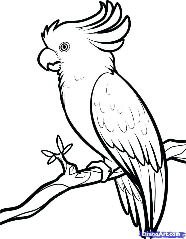 736x947 Easy To Draw Dove