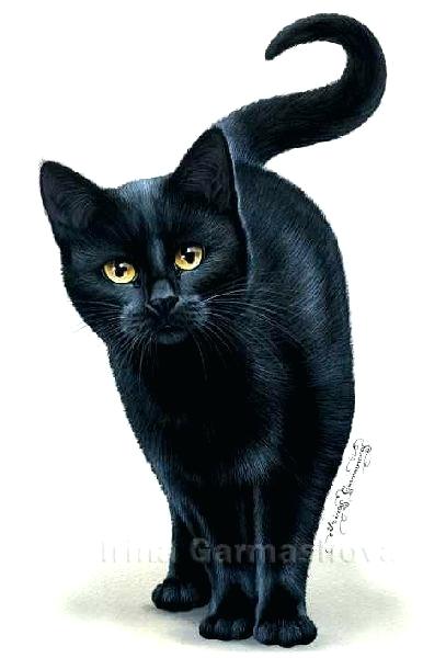 easy black cat drawing