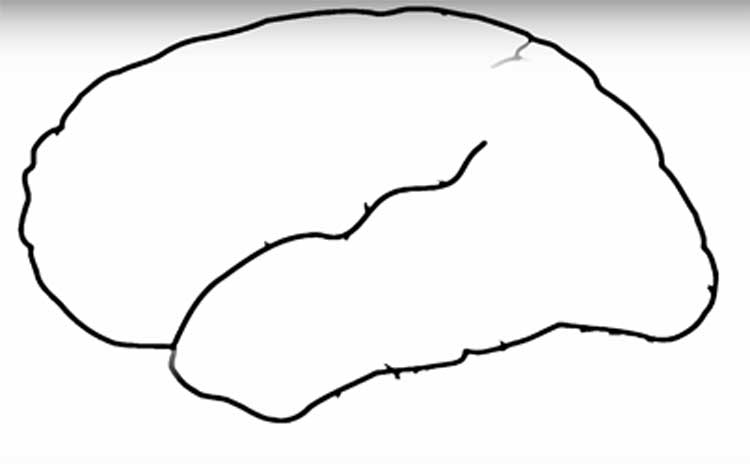 750x464 How To Draw A Brain The Easy Way, Its Parts, Stem, Outline Simple