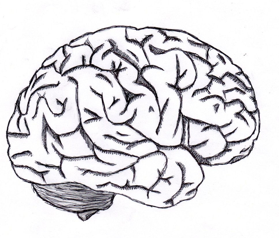 Brain Drawing Easy ~ View Drawing A Brain Pictures | Bodaswasuas