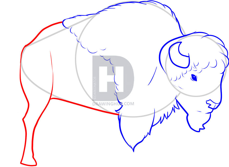 938x682 How To Draw A Bison, Step