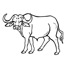 230x230 Top Free Printable Buffalo Coloring Pages Online