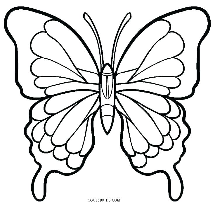 736x700 Butterfly Color