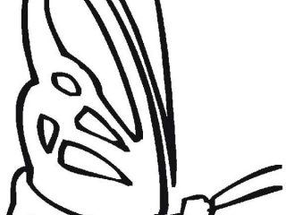 320x240 Simple Butterfly Pictures Simple Butterfly Drawing