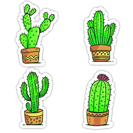 425x425 Cactus Collection