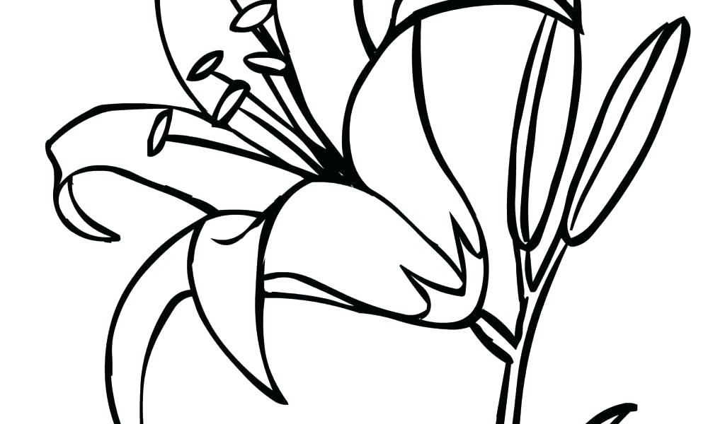1024x600 Calla Lily Flower Drawing