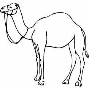 300x300 Camel Outline Picture Outline Pictures Camel Tattoo, Outline