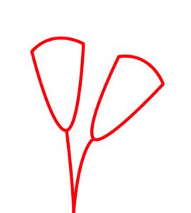 271x302 How To Draw Carnations, Step